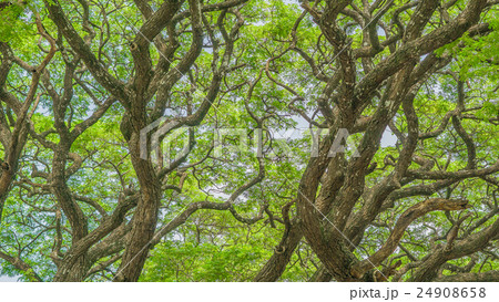 big tree 24908658