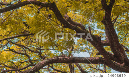 Autumn season, Yellow Leaf Autumn season, Yellow Leaf 24908659