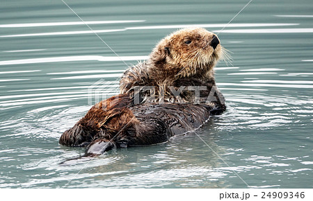 フィヨルド会場で出迎えてくれたラッコ２ 24909346