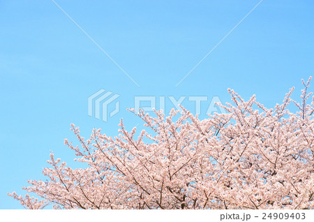 さくら 24909403