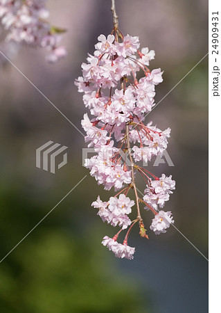 しだれ桜の写真素材