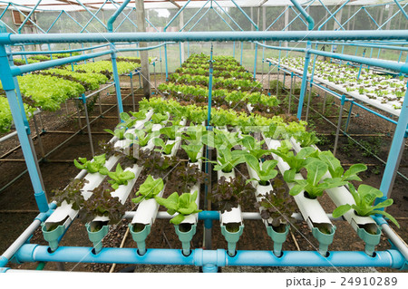Vegetables hydroponics 24910289