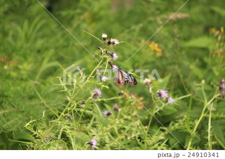 アサギマダラ 24910341