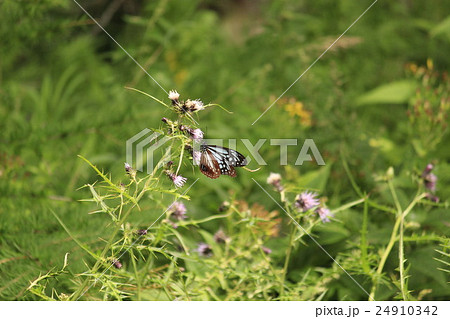 アサギマダラ 24910342