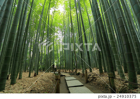 報国寺 竹の庭 報国寺 竹の庭 24910375