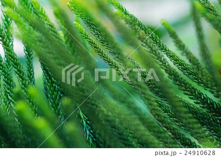 Norfolk Island Pine Tree (soft focus) Norfolk Island Pine Tree (soft focus) 24910628