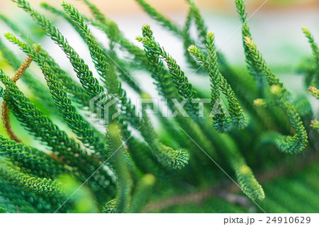 Norfolk Island Pine Tree (soft focus) Norfolk Island Pine Tree (soft focus) 24910629