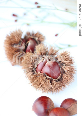 栗 秋イメージ 栗 秋イメージ 24910698