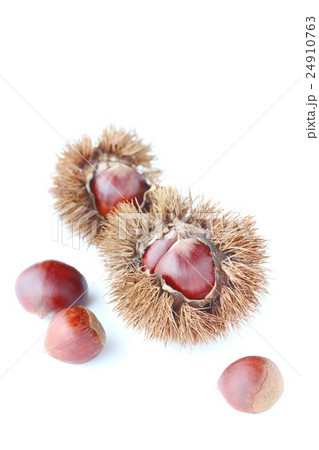 栗　秋イメージ 24910763