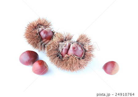栗　秋イメージ 24910764