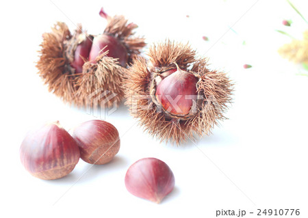 栗 秋イメージ 栗 秋イメージ 24910776