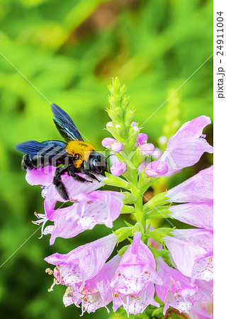 ハナトラノオの花と熊蜂 ハナトラノオの花と熊蜂 24911004