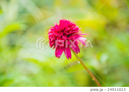 エキナセア　サマーチェリー 24911023