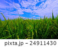 実り　お米 24911430