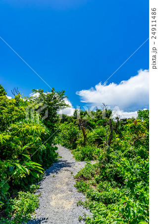 【沖縄県】南国イメージ 24911486