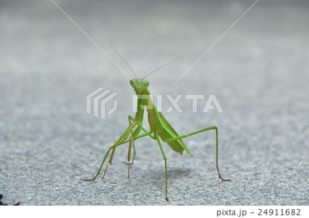 かまきり 24911682