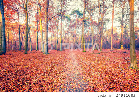 Path in autumn forest 24911683