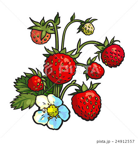 Bunch Of Wild Strawberry Realistic Vector Drawingのイラスト素材
