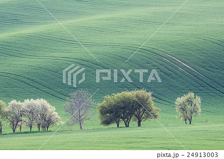 Countryside green farmland landscape Countryside green farmland landscape 24913003