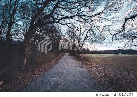 Dark alley at the park 24913004