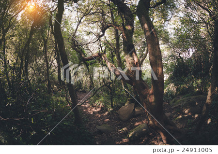 Dark old forest 24913005