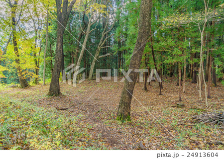 秋の岩櫃城跡の風景 24913604