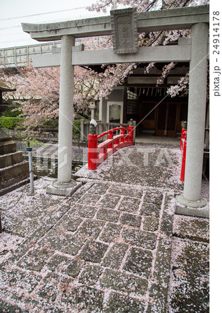 六孫王神社、誕生水弁財天社、鳥居と朱塗りの欄干に桜の地面 六孫王神社、誕生水弁財天社、鳥居と朱塗りの欄干に桜の地面 24914178