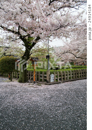 桜が満開の六孫王神社境内、神龍池の畔 桜が満開の六孫王神社境内、神龍池の畔 24914184