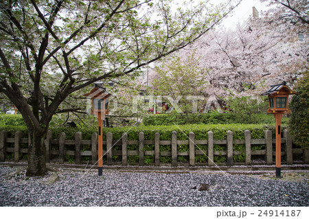 桜が満開の六孫王神社境内、神龍池の畔 24914187