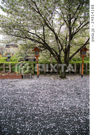 桜が満開の六孫王神社境内、神龍池の畔 桜が満開の六孫王神社境内、神龍池の畔 24914188