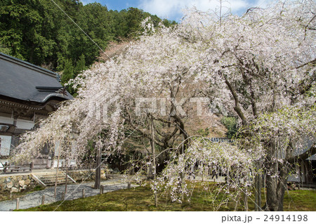 常照皇寺、左近の桜と九重桜 常照皇寺、左近の桜と九重桜 24914198