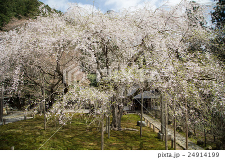 常照皇寺、左近の桜と九重桜 常照皇寺、左近の桜と九重桜 24914199