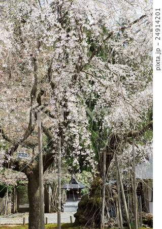 常照皇寺、初代と二代目の九重桜 24914201