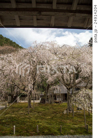 常照皇寺、方丈より眺める満開の左近の桜、九重桜 常照皇寺、方丈より眺める満開の左近の桜、九重桜 24914204