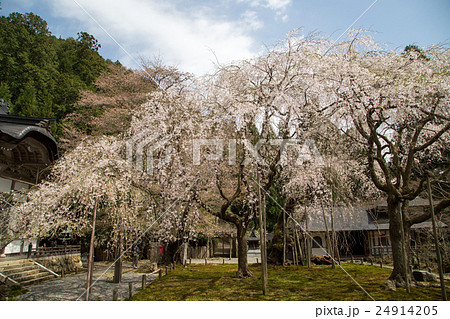 常照皇寺、左近の桜、九重桜。開山堂 常照皇寺、左近の桜、九重桜。開山堂 24914205