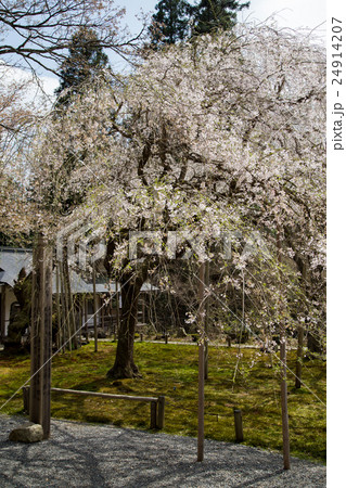 常照皇寺、満開の名木。左近の桜 24914207