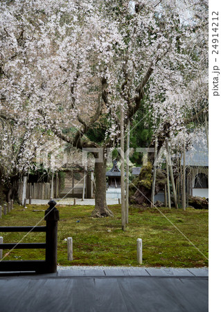 常照皇寺、方丈より眺める九重桜 常照皇寺、方丈より眺める九重桜 24914212