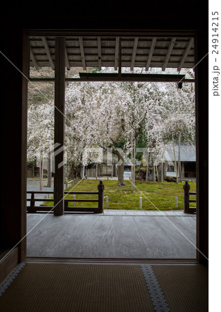 常照皇寺、方丈より眺める九重桜 24914215