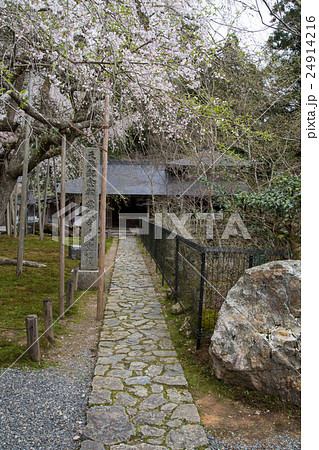 常照皇寺、舎利殿に続く石畳と九重桜 常照皇寺、舎利殿に続く石畳と九重桜 24914216