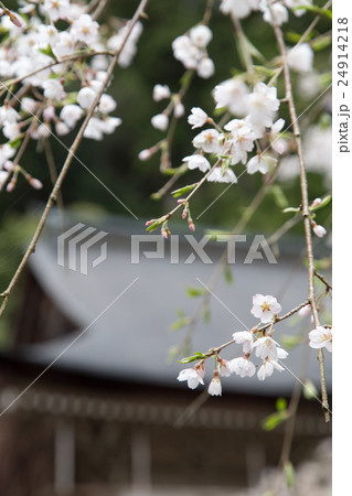 常照皇寺、可憐に咲く九重桜 24914218