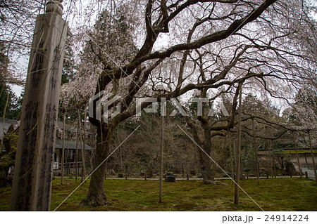 常照皇寺、苔に散る九重桜、枝振りシルエット 24914224