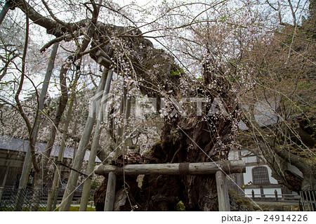 常照皇寺、名木・初代九重桜 24914226