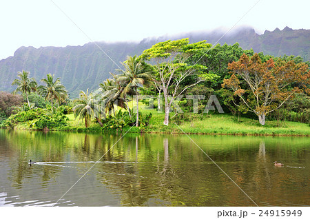 Ducks swimming in the pond Ducks swimming in the pond 24915949