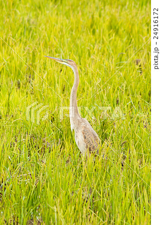 ムラサキサギ‐1602 24916172