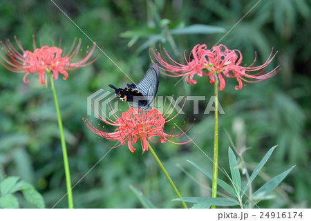 クロアゲハと彼岸花 24916174