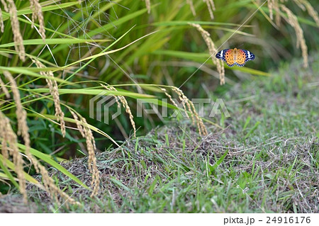 ツマグロヒョウモン雌 稲穂の畦を飛ぶ ツマグロヒョウモン雌 稲穂の畦を飛ぶ 24916176