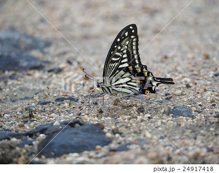 アゲハ 24917418