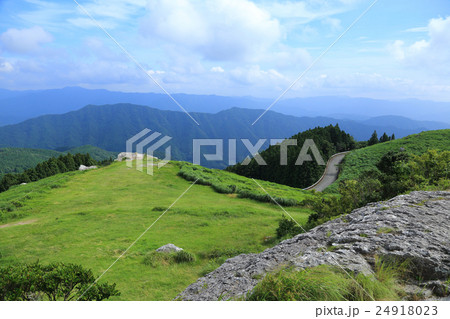 生石高原夏のすすき原 24918023