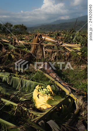 Banana tree destroyed Banana tree destroyed 24920040