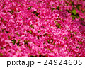 ツツジ 24924605